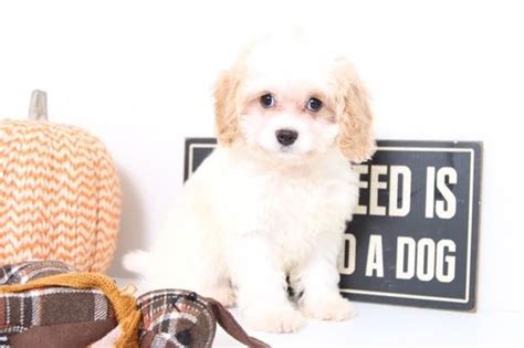Cavapoo Puppy for Sale in NAPLES, Florida, 34104 US Nickname Jessica Jessica is the sweetest Cavapoo. . Cavapoo puppies naples florida